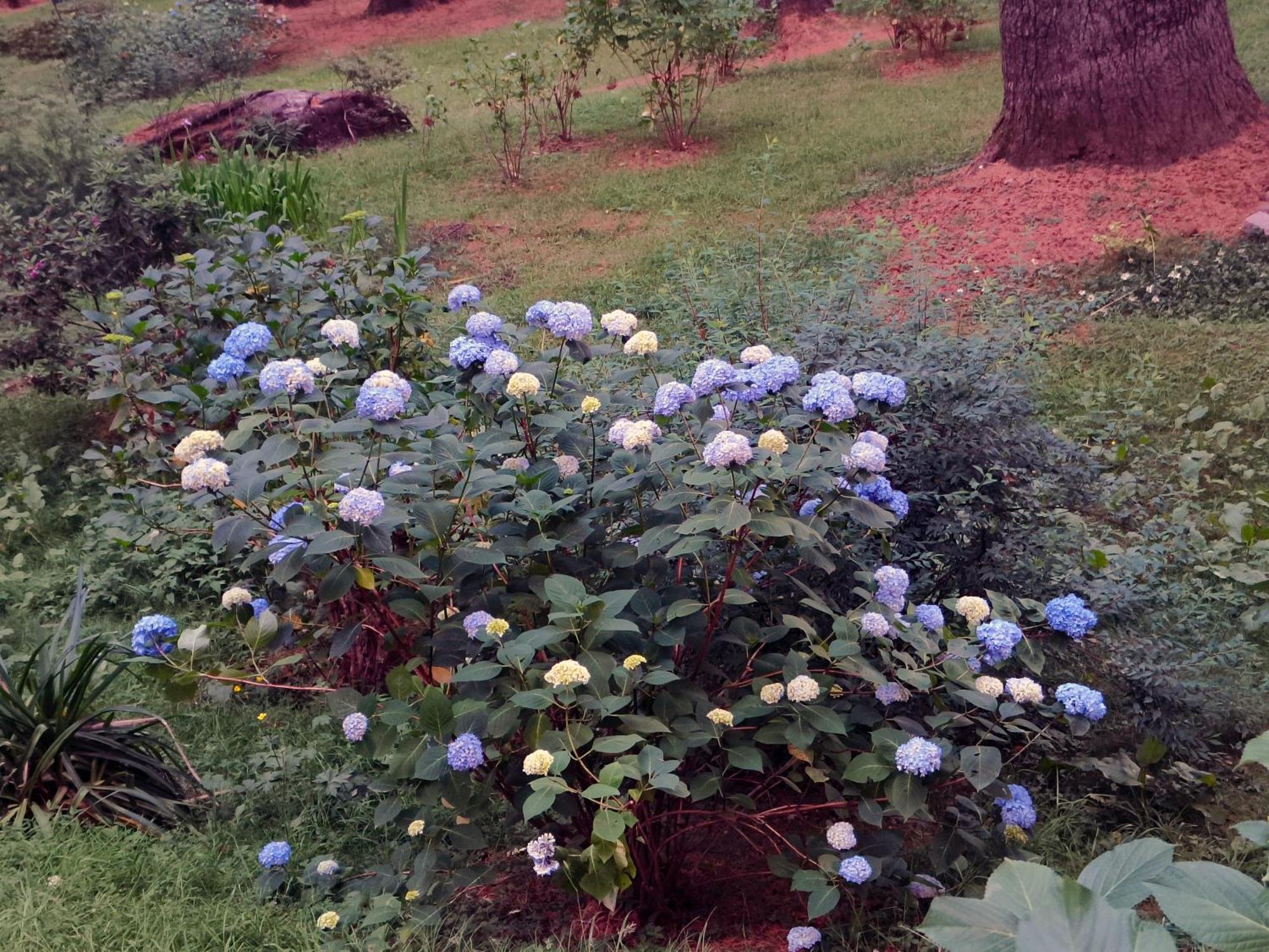 Melody Orchard Cottage Jagatsukh Buitenkant foto